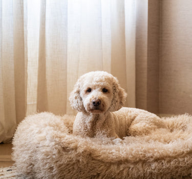 Hondenmand Tibetan Lamb Beige - Things I Like Things I Love