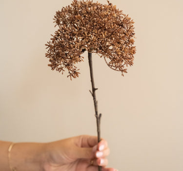 Kunstbloem Trachelium Bruin - Things I Like Things I Love