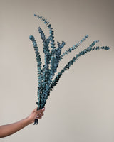 10 PCS - Dried Flowers Eucalyptus Green